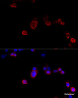 Immunofluorescence analysis of NIH/3T3 cells using FLNB Polyclonal Antibody at dilution of 1:100 (40x lens) . Blue: DAPI for nuclear staining.