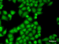 Immunofluorescence analysis of MCF7 cells using GTF2F1 Polyclonal Antibody