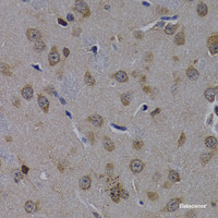 Immunohistochemistry of paraffin-embedded Rat brain using POLR2L Polyclonal Antibody at dilution of 1:200 (40x lens) .