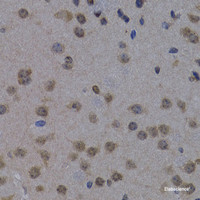 Immunohistochemistry of paraffin-embedded Mouse brain using POLR2L Polyclonal Antibody at dilution of 1:200 (40x lens) .