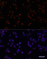 Immunofluorescence analysis of NIH-3T3 cells using ILF3 Polyclonal Antibody at dilution of 1:100. Blue: DAPI for nuclear staining.