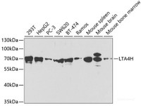 Western blot analysis of extracts of various cell lines using LTA4H Polyclonal Antibody at dilution of 1:1000.