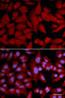 Immunofluorescence analysis of U2OS cells using PSMA4 Polyclonal Antibody