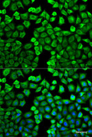 Immunofluorescence analysis of U2OS cells using HNMT Polyclonal Antibody