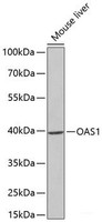 Western blot analysis of extracts of Mouse liver using OAS1 Polyclonal Antibody at dilution of 1:1000.