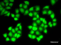 Immunofluorescence analysis of HeLa cells using DNASE1 Polyclonal Antibody