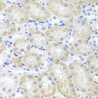 Immunohistochemistry of paraffin-embedded Mouse kidney using ADIPOQ Polyclonal Antibody at dilution of 1:100 (40x lens) .