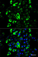 Immunofluorescence analysis of U2OS cells using GZMB Polyclonal Antibody