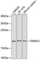 Western blot analysis of extracts of various cell lines using DIABLO Polyclonal Antibody at dilution of 1:1000.