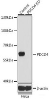 Western blot analysis of extracts from normal (control) and PDCD4 knockout (KO) HeLa cells using PDCD4 Polyclonal Antibody at dilution of 1:1000.