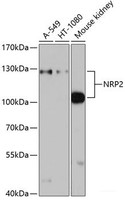 Western blot analysis of extracts of various cell lines using NRP2 Polyclonal Antibody at dilution of 1:1000.