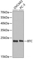 Western blot analysis of extracts of various cell lines using BTC Polyclonal Antibody at dilution of 1:1000.