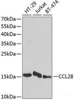 Western blot analysis of extracts of various cell lines using CCL28 Polyclonal Antibody at dilution of 1:1000.