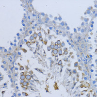 Immunohistochemistry of paraffin-embedded Mouse testis using NRG4 Polyclonal Antibody at dilution of 1:200 (40x lens) .