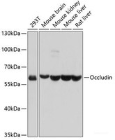 Western blot analysis of extracts of various cell lines using Occludin Polyclonal Antibody at dilution of 1:1000.