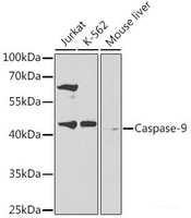Western blot analysis of extracts of various cell lines using Caspase-9 Polyclonal Antibody at dilution of 1:300.