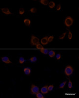 Immunofluorescence analysis of NIH/3T3 cells using Caspase-9 Polyclonal Antibody at dilution of 1:100. Blue: DAPI for nuclear staining.