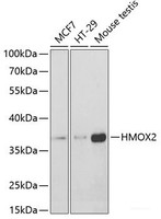 Western blot analysis of extracts of various cell lines using HMOX2 Polyclonal Antibody at dilution of 1:400.