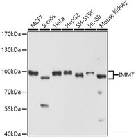 Western blot analysis of extracts of various cell lines using IMMT Polyclonal Antibody at dilution of 1:1000.