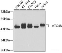 Western blot analysis of extracts of various cell lines using ATG4B Polyclonal Antibody at dilution of 1:1000.