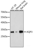 Western blot analysis of extracts of various cell lines using AQP3 Polyclonal Antibody at dilution of 1:1000.
