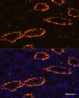 Immunofluorescence analysis of Rat kidney using AQP3 Polyclonal Antibody at dilution of 1:100. Blue: DAPI for nuclear staining.