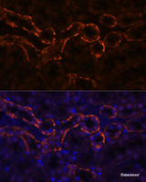 Immunofluorescence analysis of Mouse kidney using AQP3 Polyclonal Antibody at dilution of 1:100. Blue: DAPI for nuclear staining.