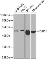 Western blot analysis of extracts of various cell lines using DRD1 Polyclonal Antibody at dilution of 1:500.