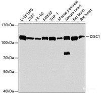 Western blot analysis of extracts of various cell lines using DISC1 Polyclonal Antibody at dilution of 1:1000.