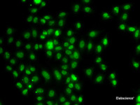 Immunofluorescence analysis of A549 cells using FOXN2 Polyclonal Antibody