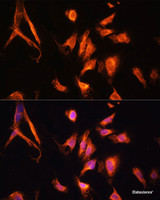 Immunofluorescence analysis of U2OS cells using GFRA1 Polyclonal Antibody at dilution of 1:100. Blue: DAPI for nuclear staining.