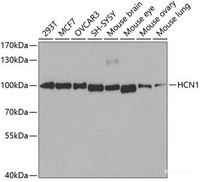 Western blot analysis of extracts of various cell lines using HCN1 Polyclonal Antibody at dilution of 1:400.