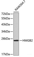 Western blot analysis of extracts of RAW264. 7 cells using HMGB2 Polyclonal Antibody.