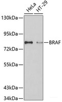 Western blot analysis of extracts of various cell lines using BRAF Polyclonal Antibody.