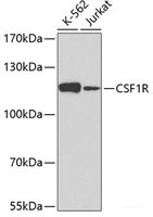 Western blot analysis of extracts of various cell lines using CSF1R Polyclonal Antibody at dilution of 1:500.