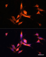 Immunofluorescence analysis of NIH-3T3 cells using MMP10 Polyclonal Antibody at dilution of 1:100 (40x lens) . Blue: DAPI for nuclear staining.