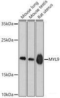 Western blot analysis of extracts of various cell lines using MYL9 Polyclonal Antibody at dilution of 1:1000.