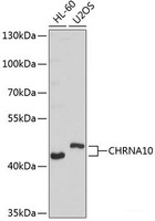 Western blot analysis of extracts of various cell lines using CHRNA10 Polyclonal Antibody at dilution of 1:1000.