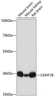 Western blot analysis of extracts of various cell lines using CKMT1B Polyclonal Antibody at dilution of 1:3000.