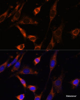 Immunofluorescence analysis of NIH-3T3 cells using CKMT1B Polyclonal Antibody at dilution of 1:100 (40x lens) . Blue: DAPI for nuclear staining.