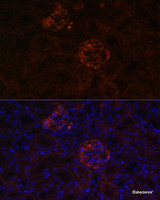 Immunofluorescence analysis of Mouse kidney cells using NPHS1 Polyclonal Antibody at dilution of 1:100. Blue: DAPI for nuclear staining.