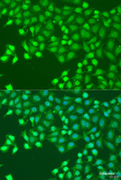 Immunofluorescence analysis of U2OS cells using HLF Polyclonal Antibody at dilution of 1:100. Blue: DAPI for nuclear staining.