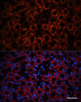 Immunofluorescence analysis of Mouse kidney using LCN2 Polyclonal Antibody at dilution of 1:100. Blue: DAPI for nuclear staining.