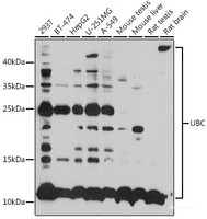 Western blot analysis of extracts of various cell lines using UBC Polyclonal Antibody at dilution of 1:1000.