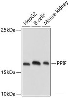 Western blot analysis of extracts of various cell lines using PPIF Polyclonal Antibody at dilution of 1:1000.