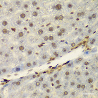 Immunohistochemistry of paraffin-embedded Mouse liver using NELFE Polyclonal Antibody at dilution of 1:100 (40x lens) .