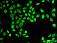 Immunofluorescence analysis of A-549 cells using NELFE Polyclonal Antibody