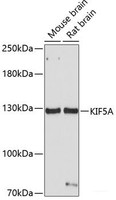 Western blot analysis of extracts of various cell lines using KIF5A Polyclonal Antibody at dilution of 1:1000.