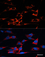 Immunofluorescence analysis of NIH/3T3 cells using MAP1B Polyclonal Antibody at dilution of 1:100. Blue: DAPI for nuclear staining.