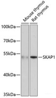 Western blot analysis of extracts of various cell lines using SKAP1 Polyclonal Antibody at dilution of 1:3000.